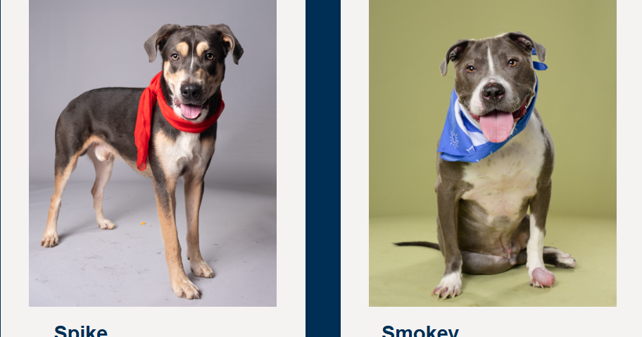 15 dogs at Fulton shelters risk euthanasia tonight Adoptions are free right now—At-risk dogs need homes or long-term fosters Aug 27, 2026 Aug 27, 2026 Updated 2 mins ago