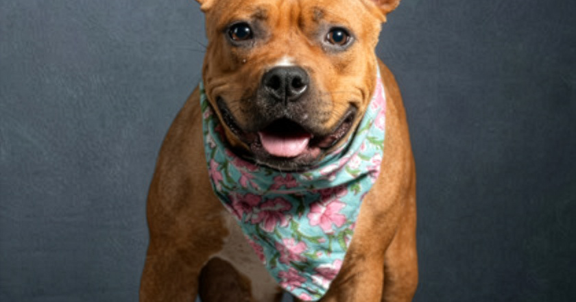 Meet our Pet of the Week: Lady Bird