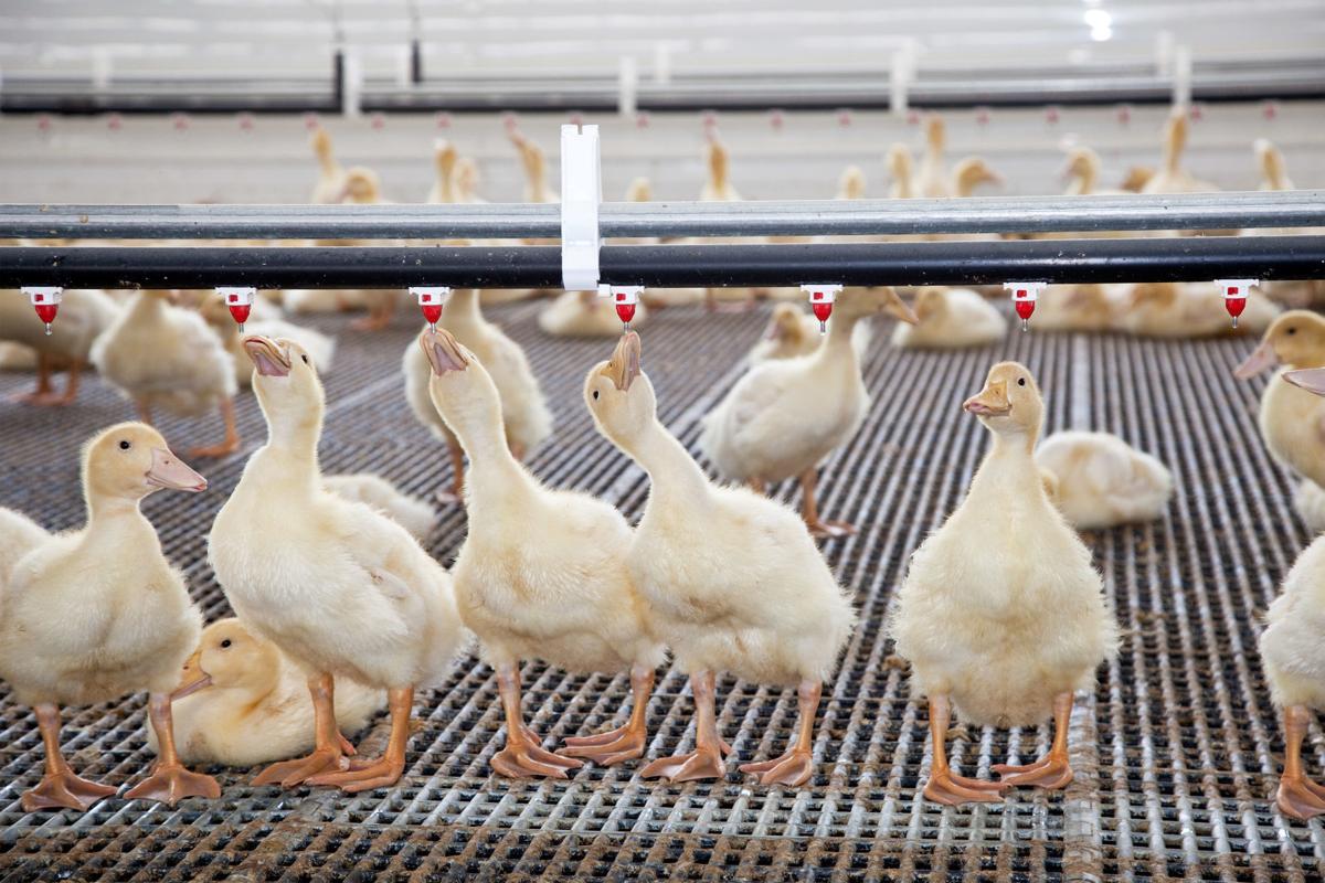 Maple Leaf Creates Farm To Fork Campaign Fwbusiness Fwbusiness Com