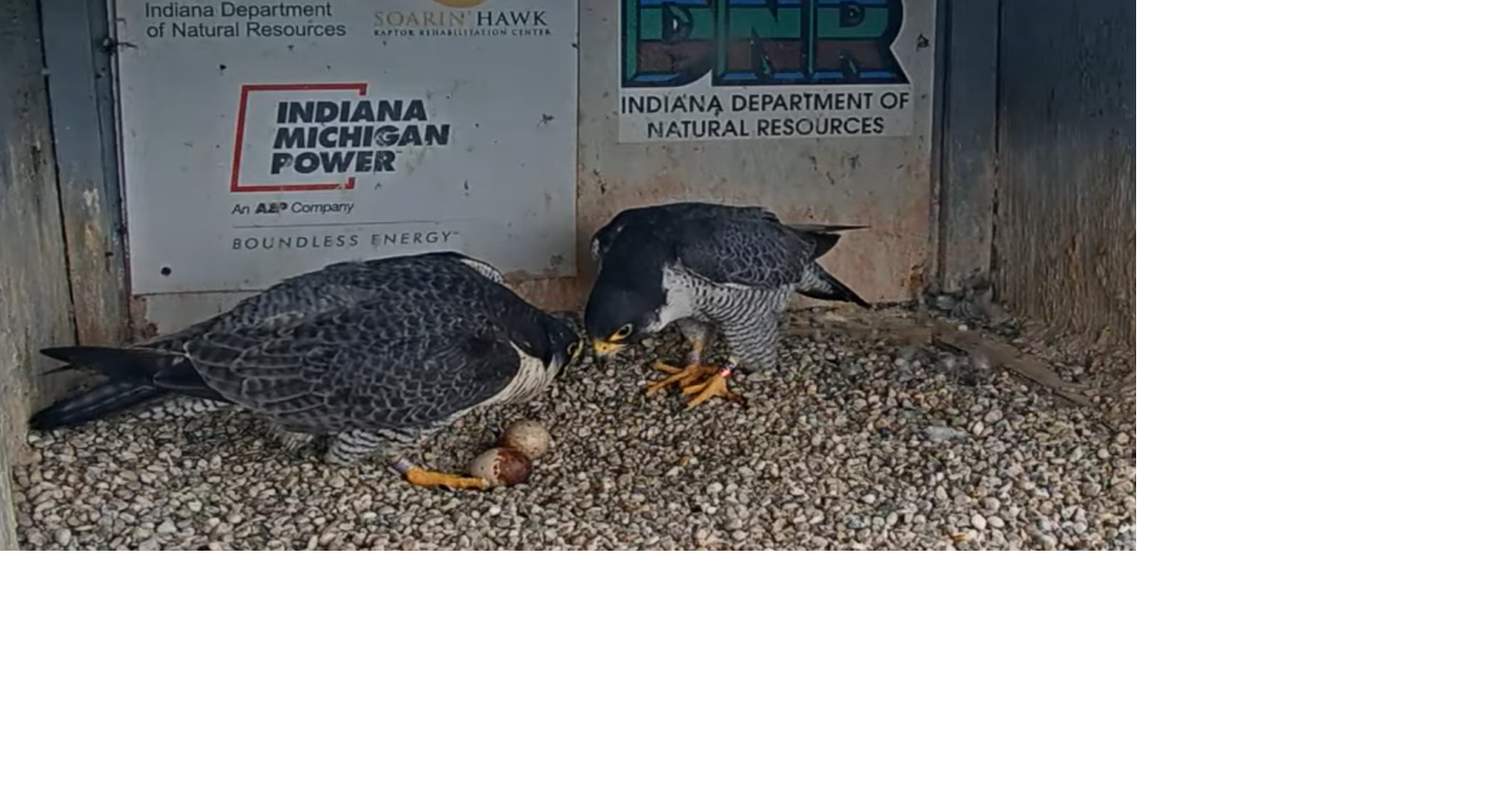 June 18: No falcon chicks expected atop Fort Wayne's Indiana Michigan Power Center this year