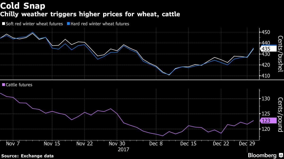 Cold Blast Menaces Winter Wheat Cattle As Prices Climb Breaking