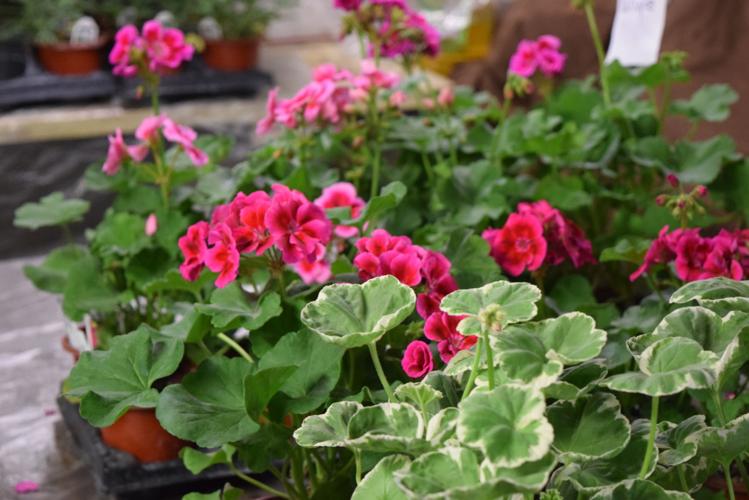 May 8 Settlers Hold Annual Plant And Herb Sale Fwbusiness Fwbusiness Com