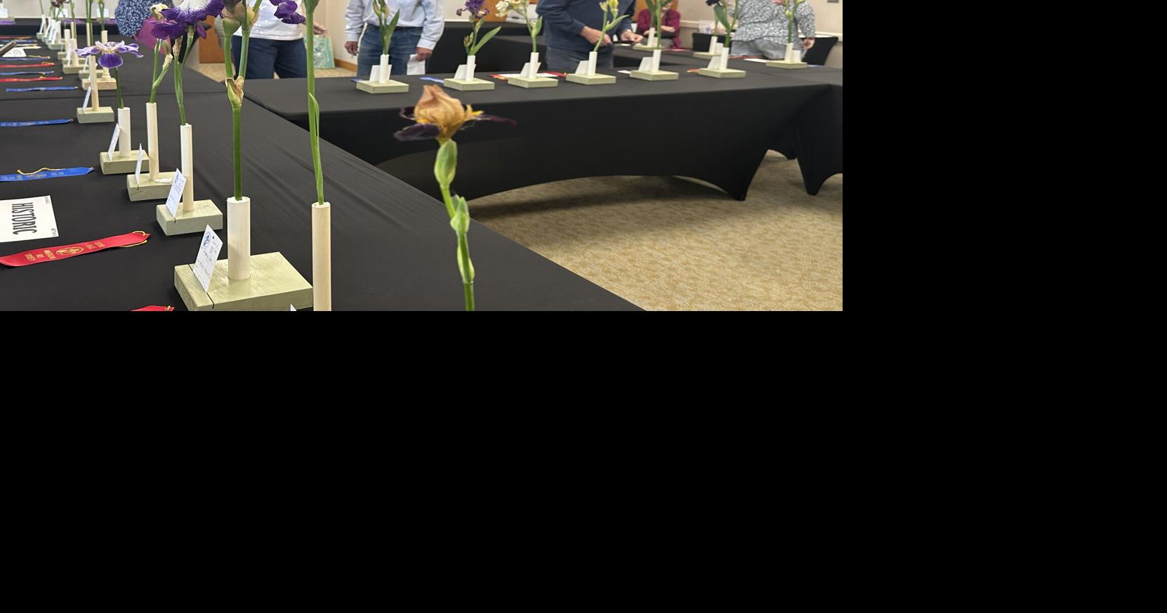 June 3: Colorful blooms judged at Northeast Indiana Iris Society show