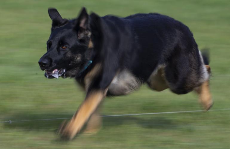 Galveston Kennel Club hosts dog coursing trials Local News The Daily News