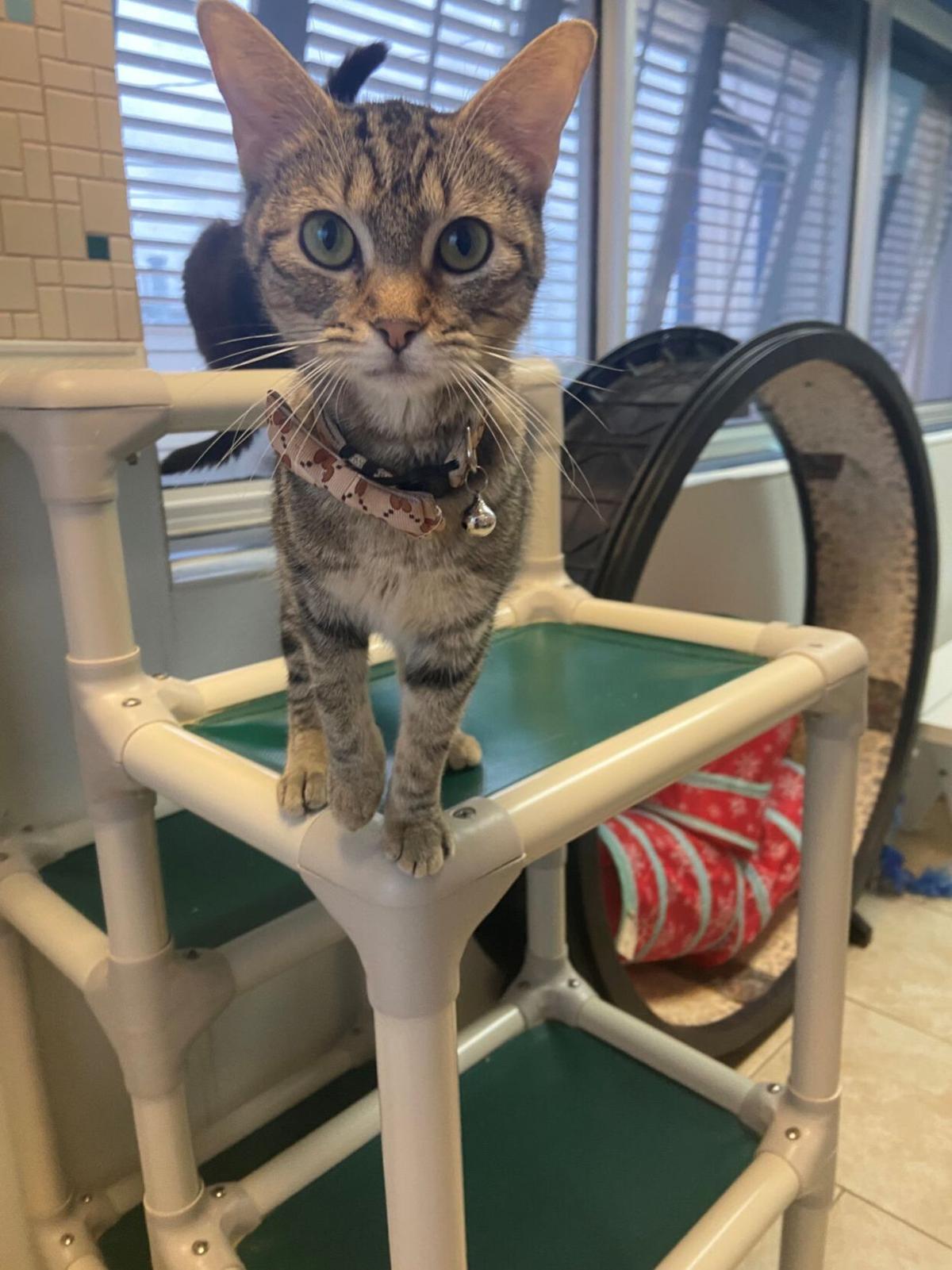 Galveston Island Humane Society Pets Of The Week Lifestyle The Daily News Galveston Island Humane Society Pets Of The Week Lifestyle The Daily News