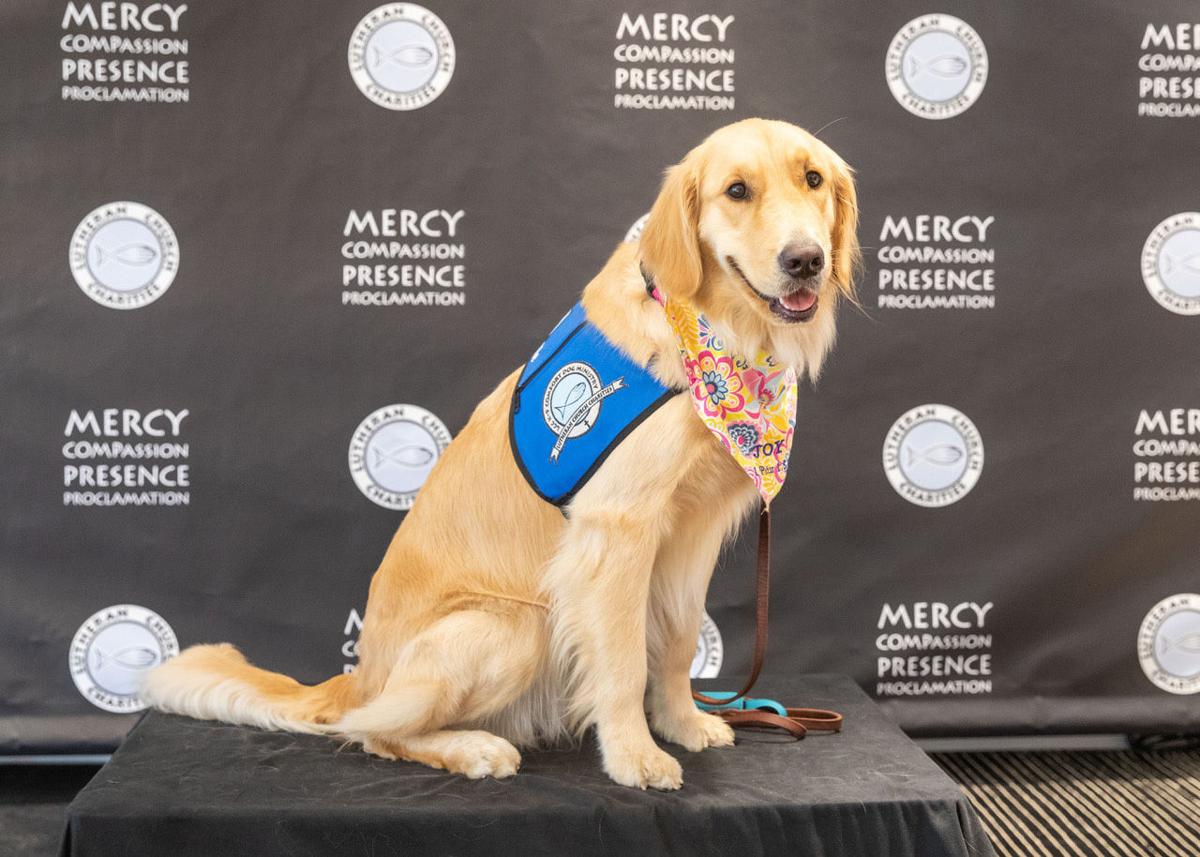 Lutheran Comfort Dog Ministers Faith The Daily News