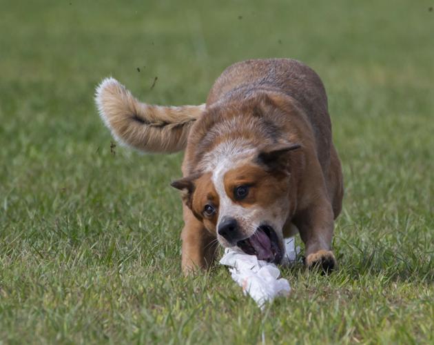 Galveston Kennel Club hosts dog coursing trials Local News The Daily News
