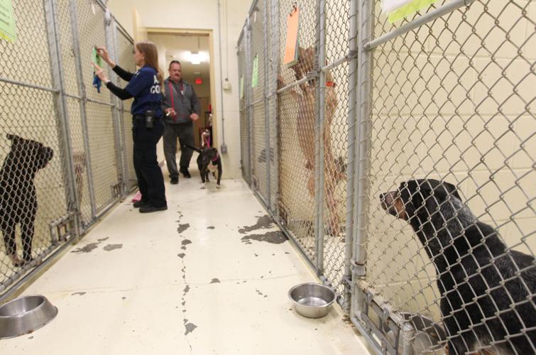 Space In Short Supply At League City Animal Shelter Local News The Space in short supply at league city animal shelter local news the