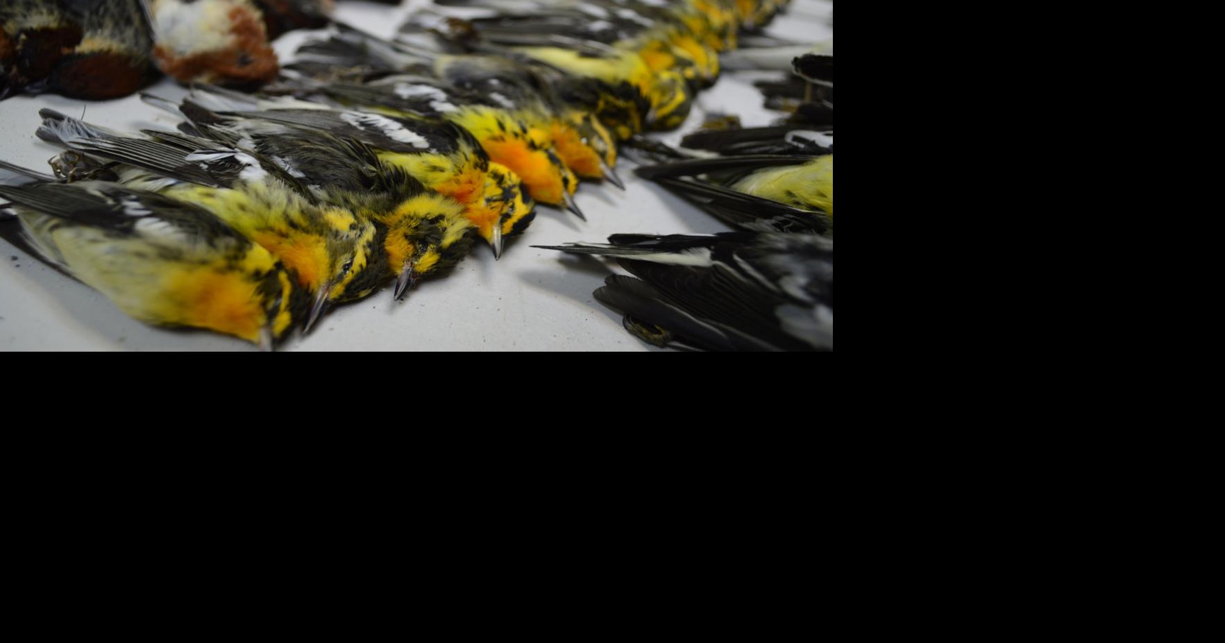 Hundreds of migratory birds killed in rough weather | Local ...