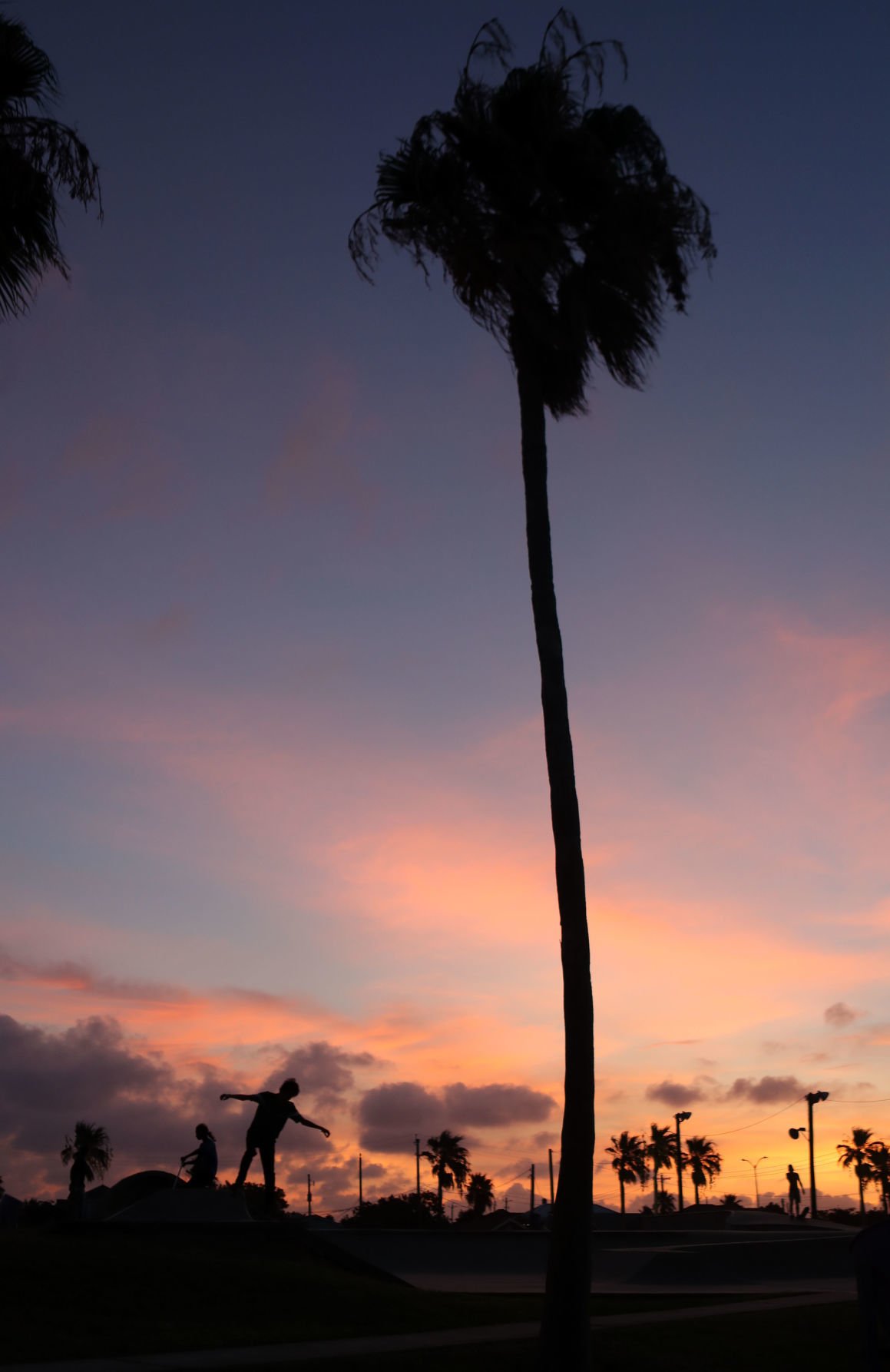 Palm tree protection