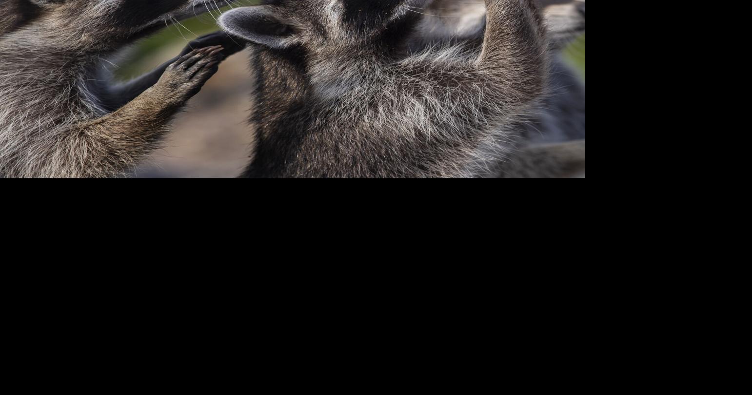 Feeding raccoons is unhealthy for all beings involved