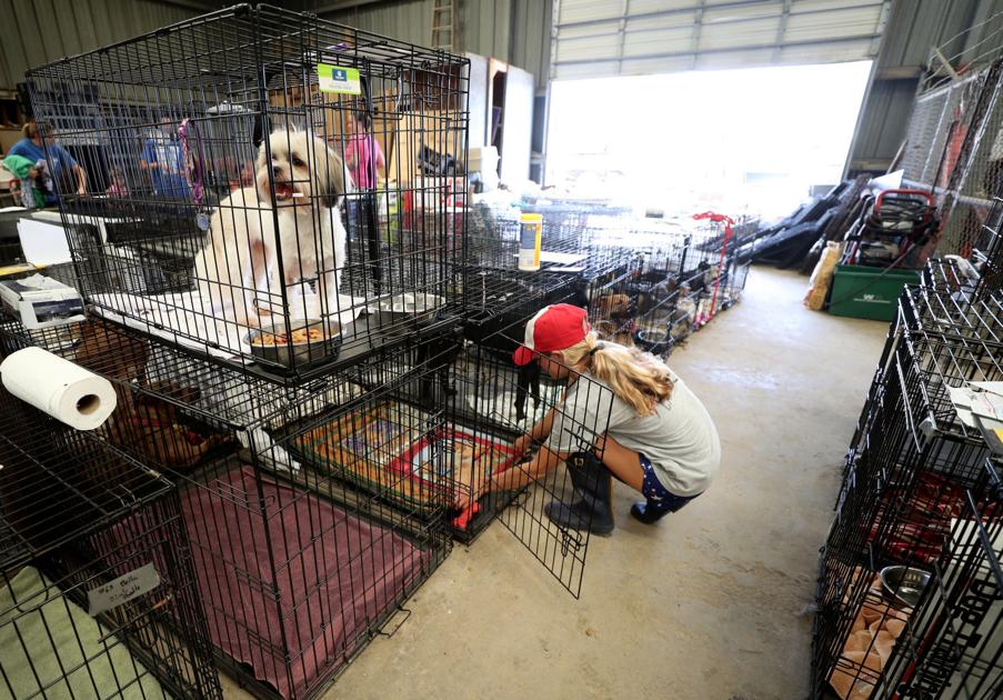 League City Animal Shelter : Lost Found Pets Of League City Animal Care