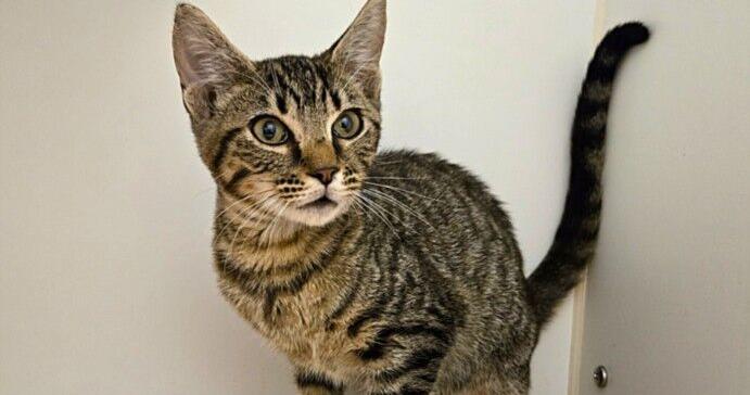 Galveston County Animal Resource Center pets of the week