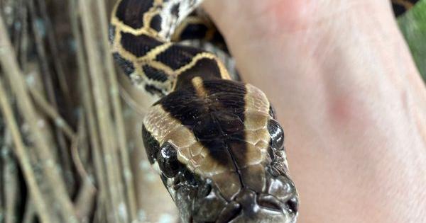 A Burmese python caught by South Florida Water Management District ...