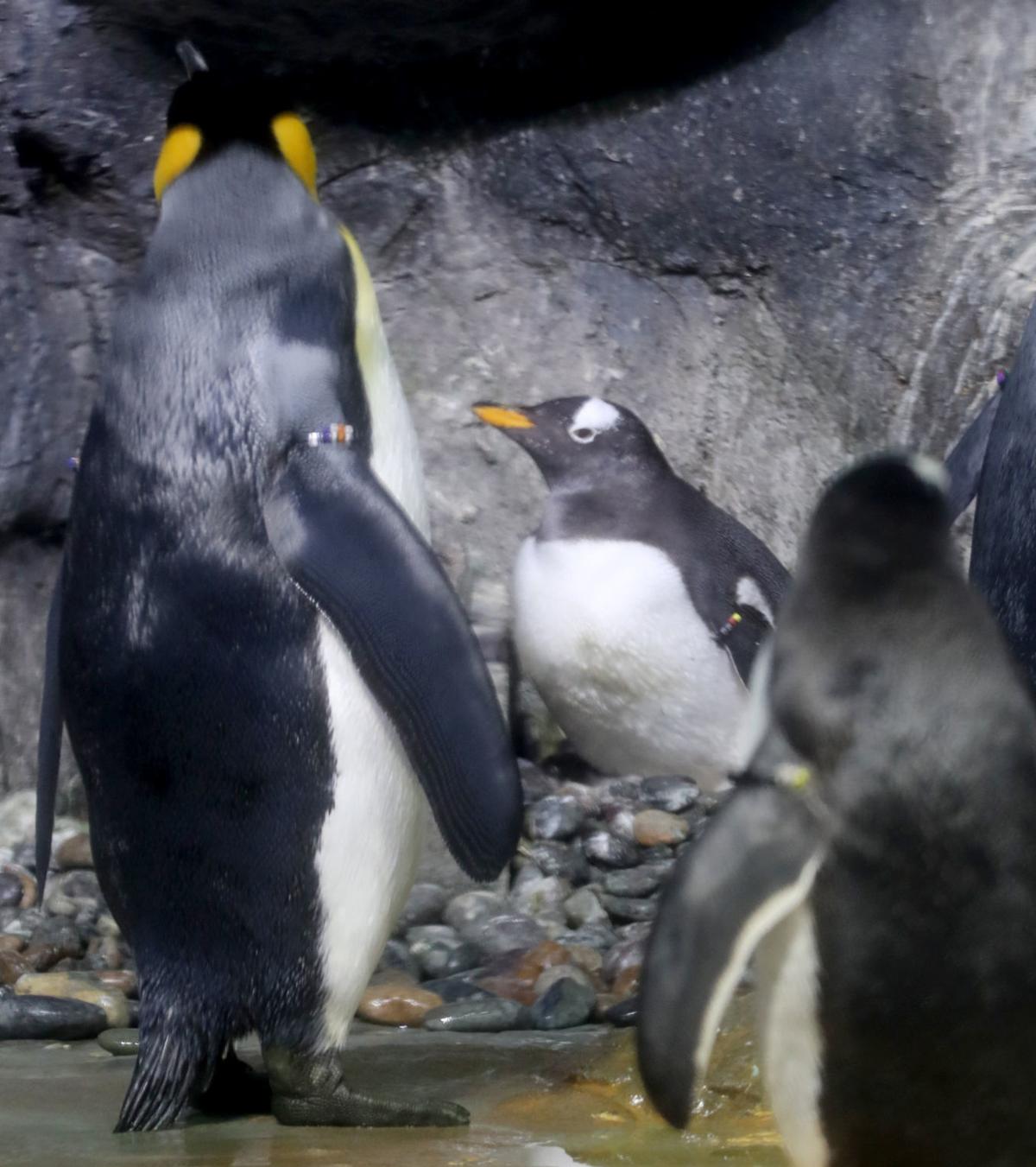 Gentoo penguin chick hatches at Moody Gardens in Galveston | Local News