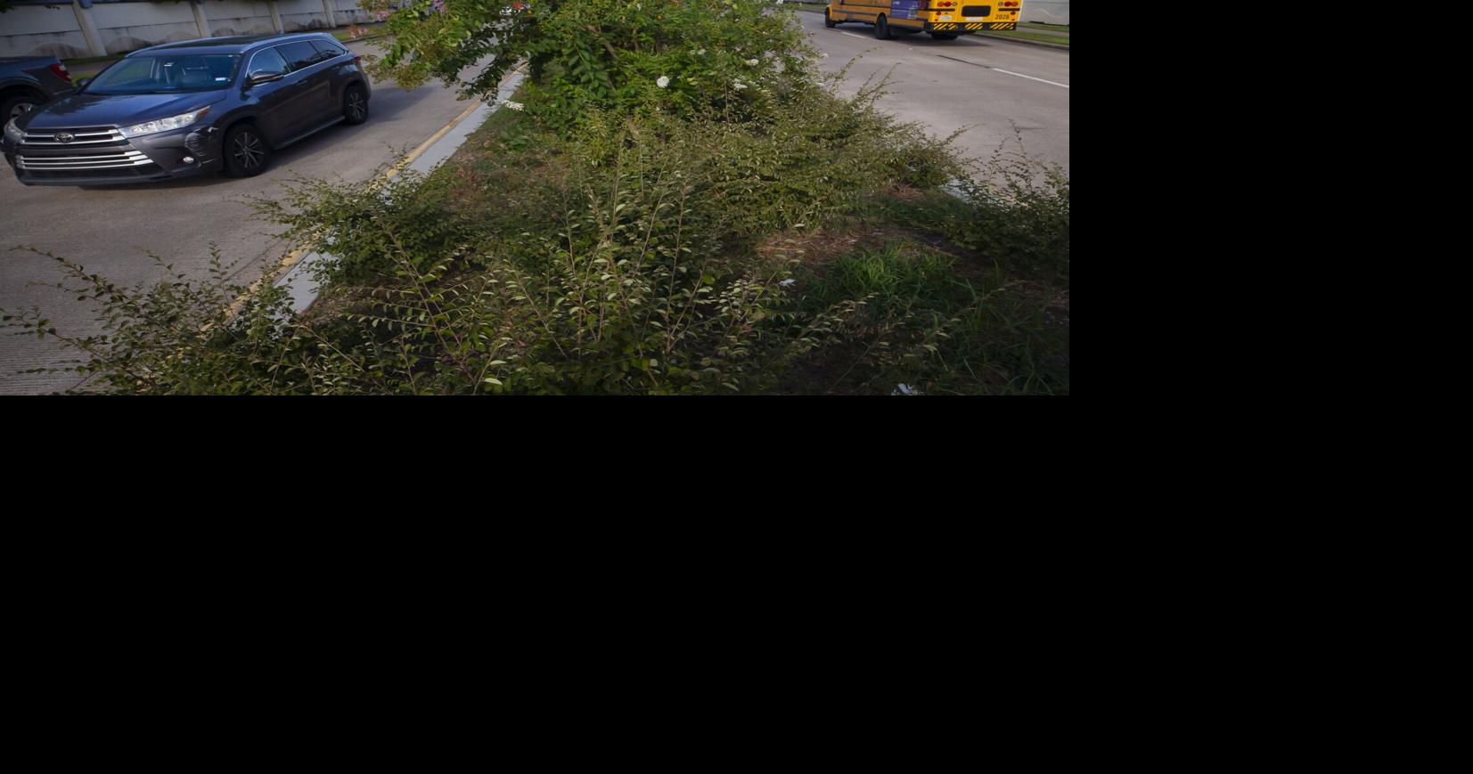 Some League City residents complain about overgrown medians