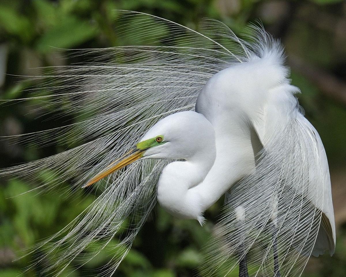 FeatherFest Photo Contest grand prize winner