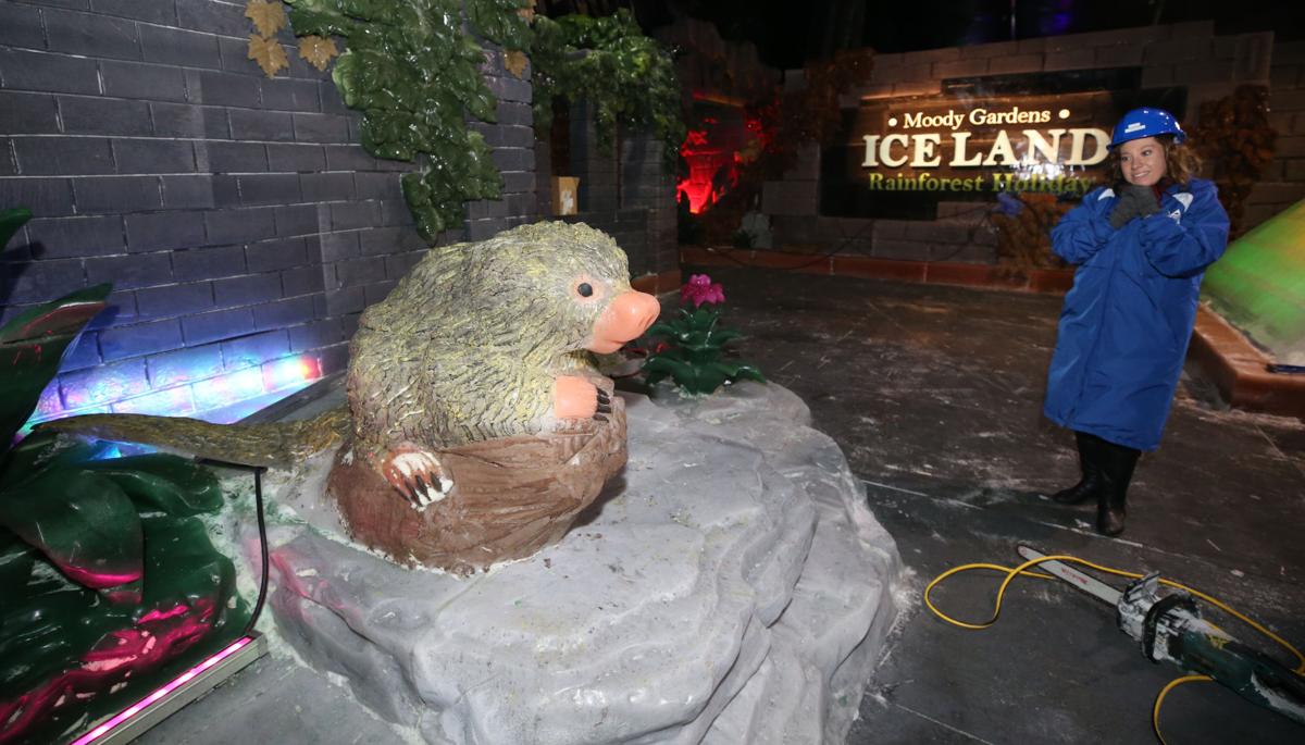 Moody Gardens To Open Ice Exhibit Nov 11 News The