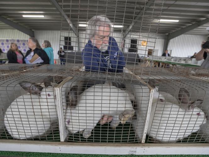 Galveston County Fair & Rodeo rabbit show a hare-raising good time ...