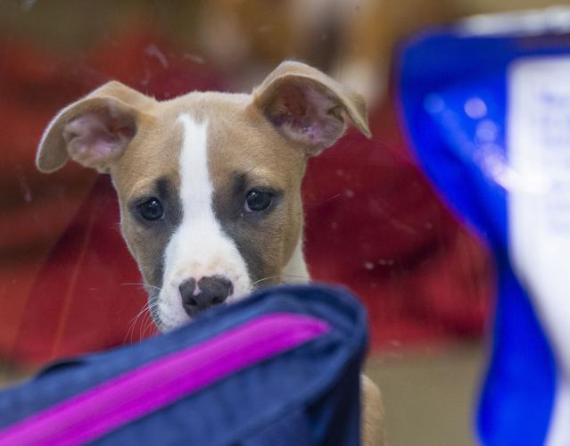 Campaign aims to increase adoptions at crowded shelters in Galveston