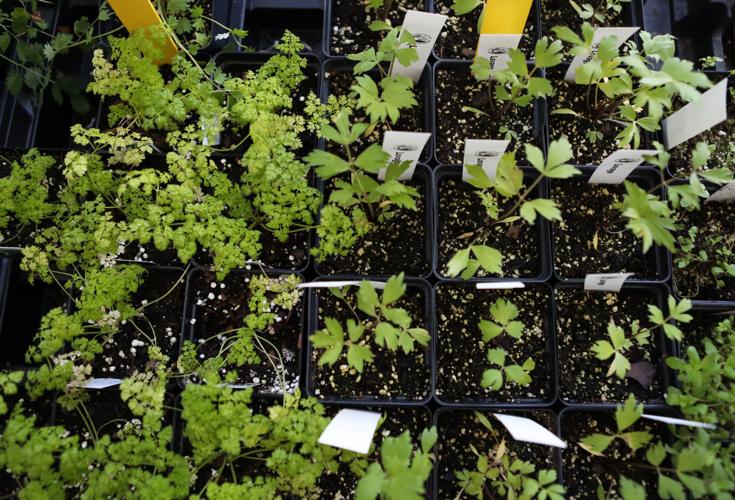 Friends of Moody Gardens hosts Gulf Coast Herb Fair Local News The