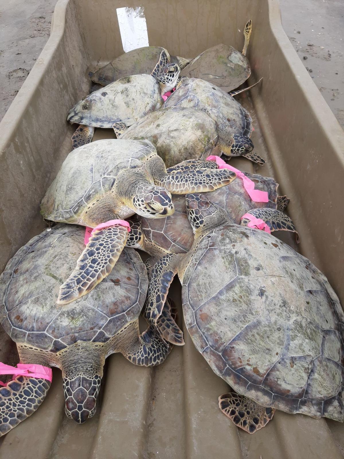 Early cold snap stuns 11 endangered turtles Local News The Daily News