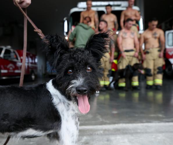 Firefighters, shelter animals team up for another Heroes & Hounds calendar