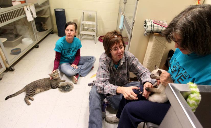 Space in short supply at League City animal shelter Local News The Daily News