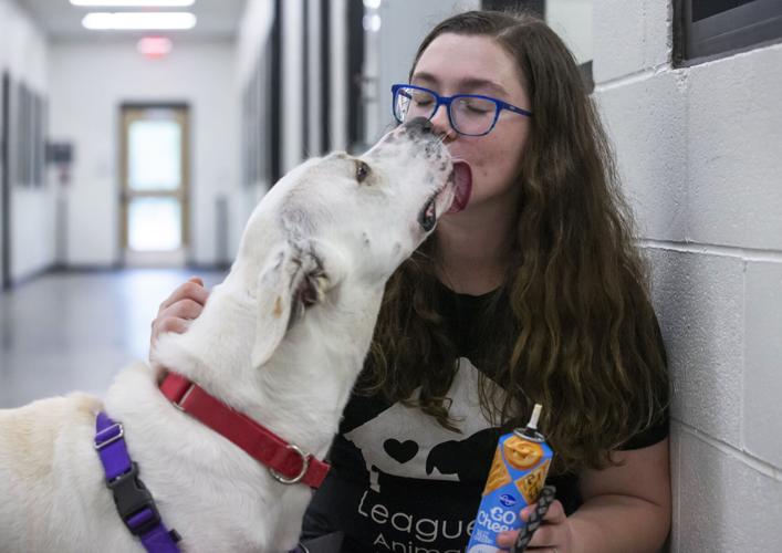 League City Animal Shelter Honored For Its No kill Success Local News League city animal shelter honored for its no kill success local news