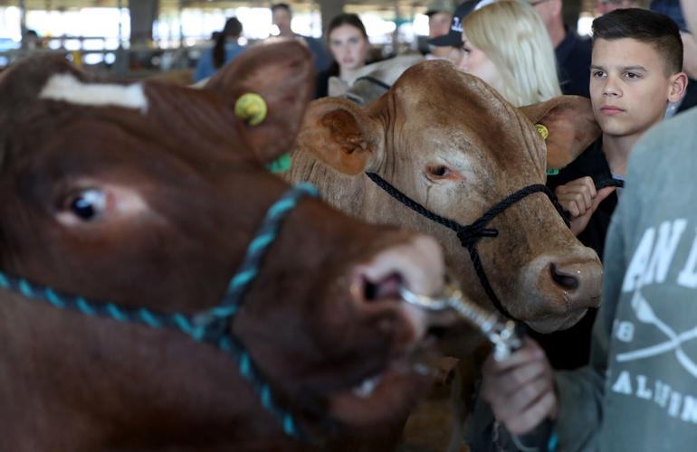 Galveston County Fair & Rodeo continues Local News The Daily News