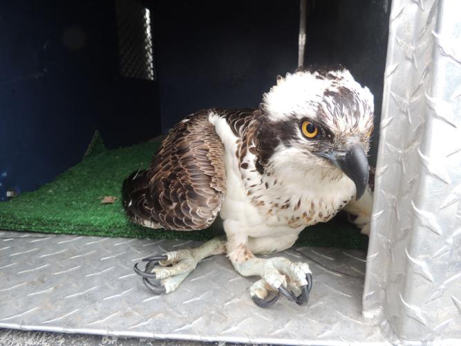 wassen vonk Van God Despite rescue, osprey dies of injuries | Local News | The Daily News