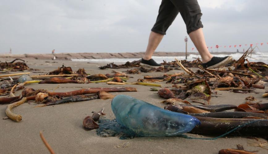 Legion of men o' war washes up on Galveston beaches Local News The