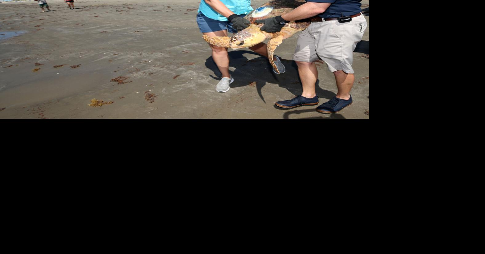 Houston Zoo releases sea turtles in Galveston Local News The Daily News