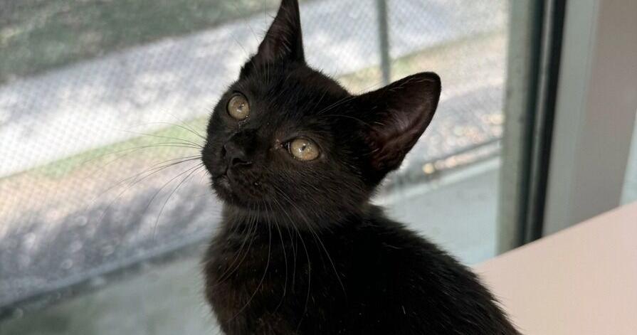 Galveston County Animal Resource Center pets of the week