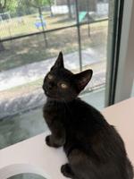 Galveston County Animal Resource Center pets of the week