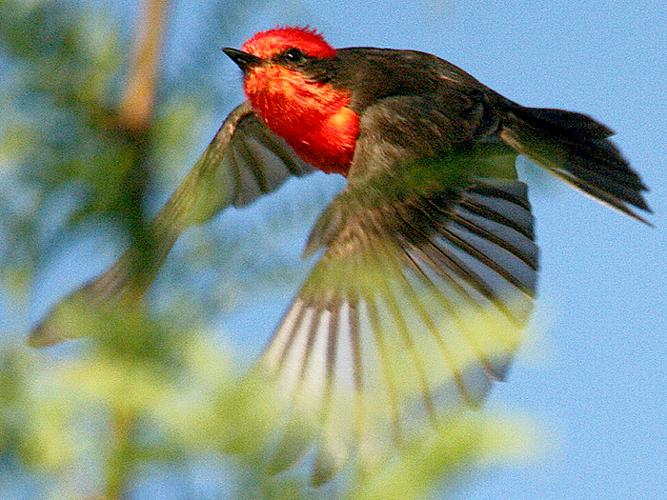 Rare Vermilion Flycatcher in Texas City highlights odd birding winter