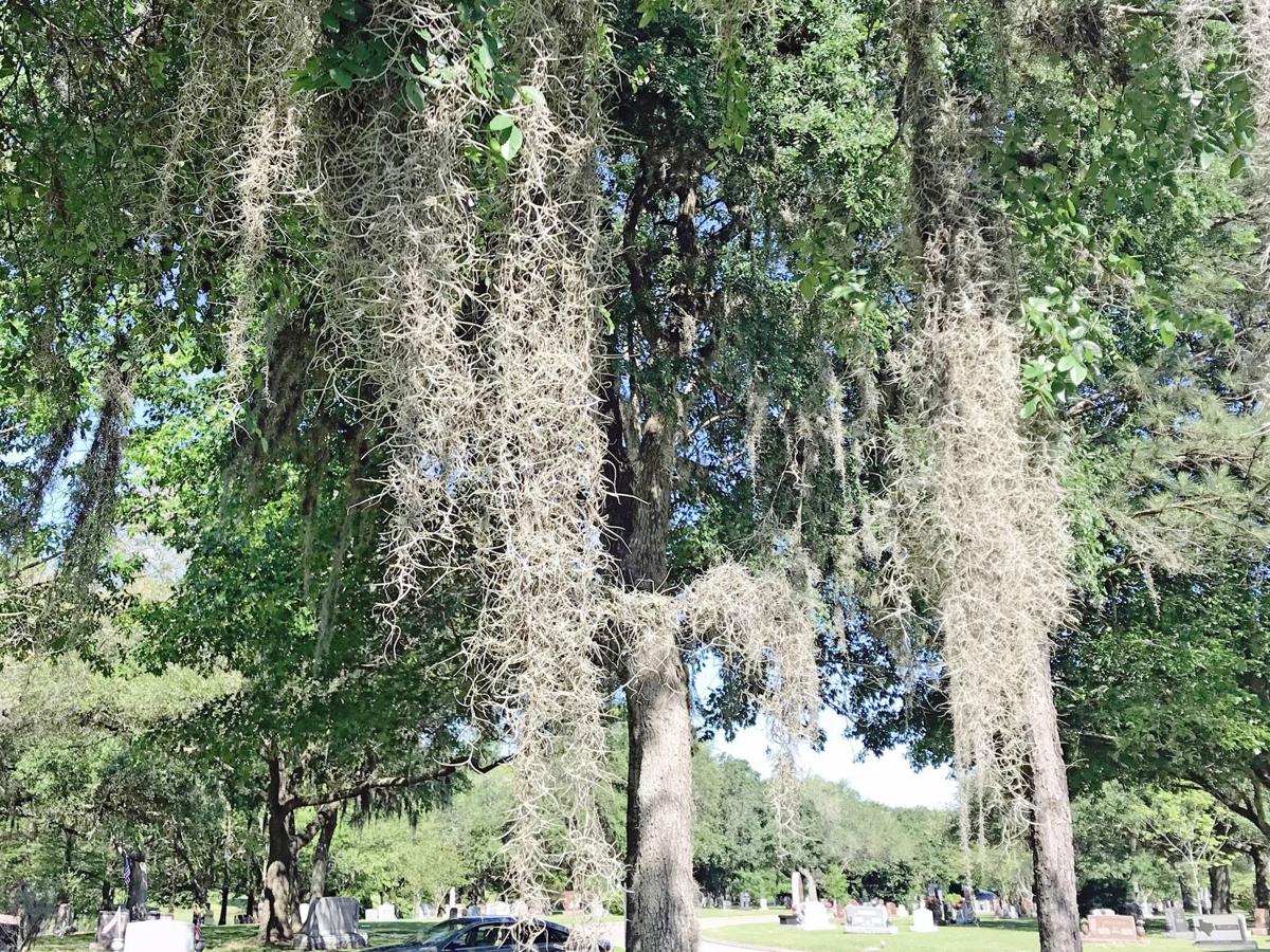 Spanish moss is oddity of the plant world | Leisure | The ...