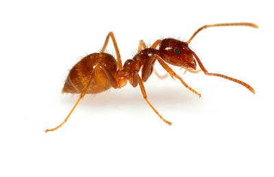 Prodigious Pests Tawny Crazy Ants Abound In Galveston County Leisure The Daily News