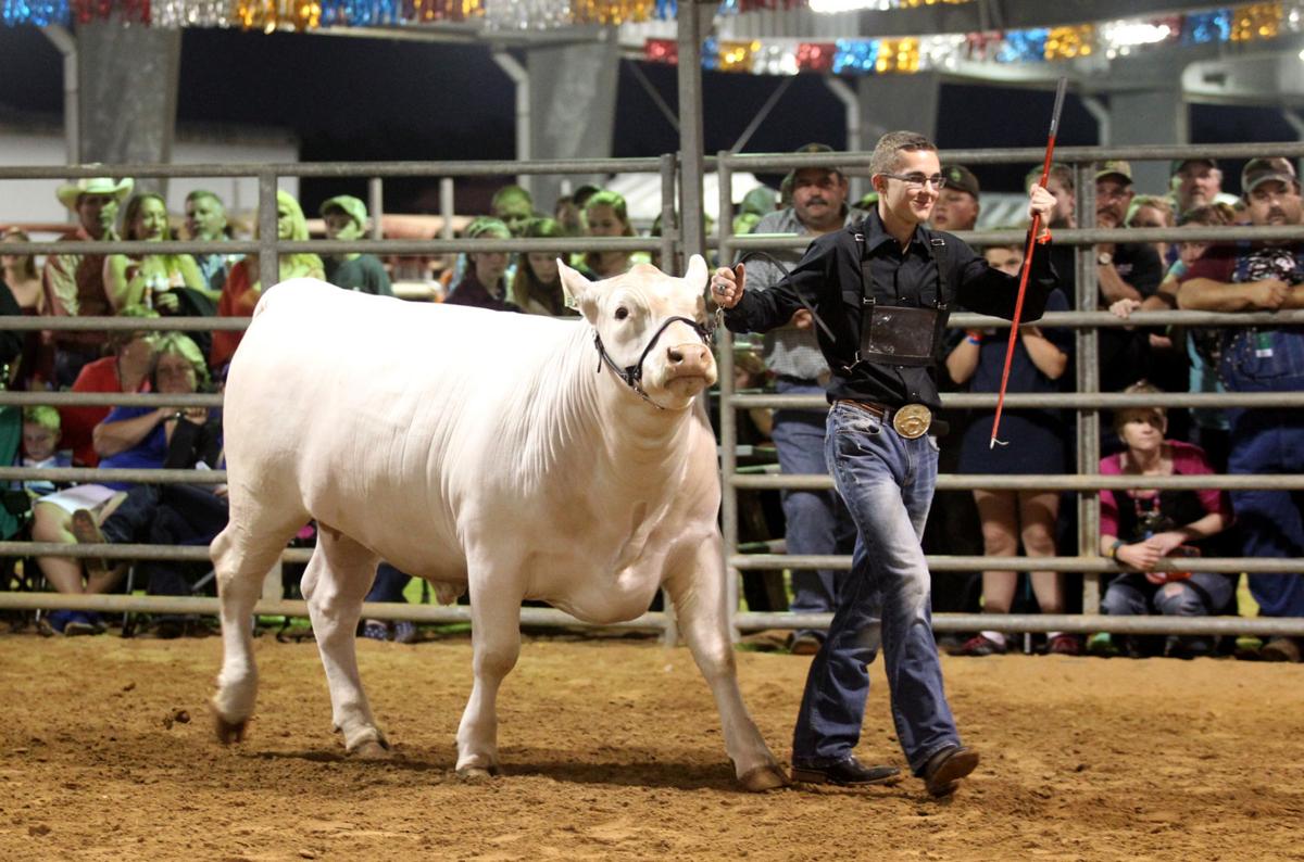 Photos County and market steer show at the Galveston County Fair