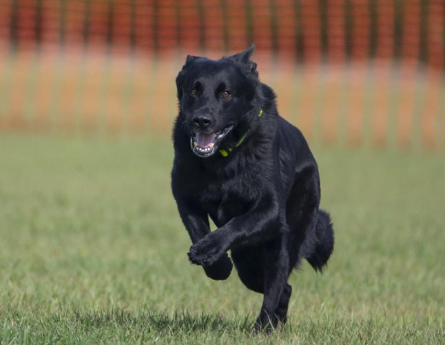 Galveston Kennel Club hosts dog coursing trials Local News The Daily News