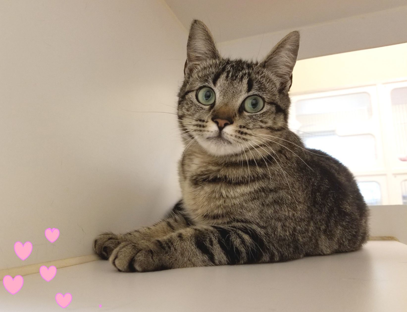 animal resource center near me