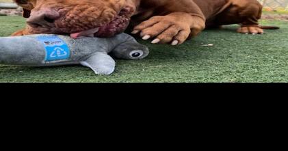 Galveston County Animal Resource Center Pet of the Week - Vimarsana News