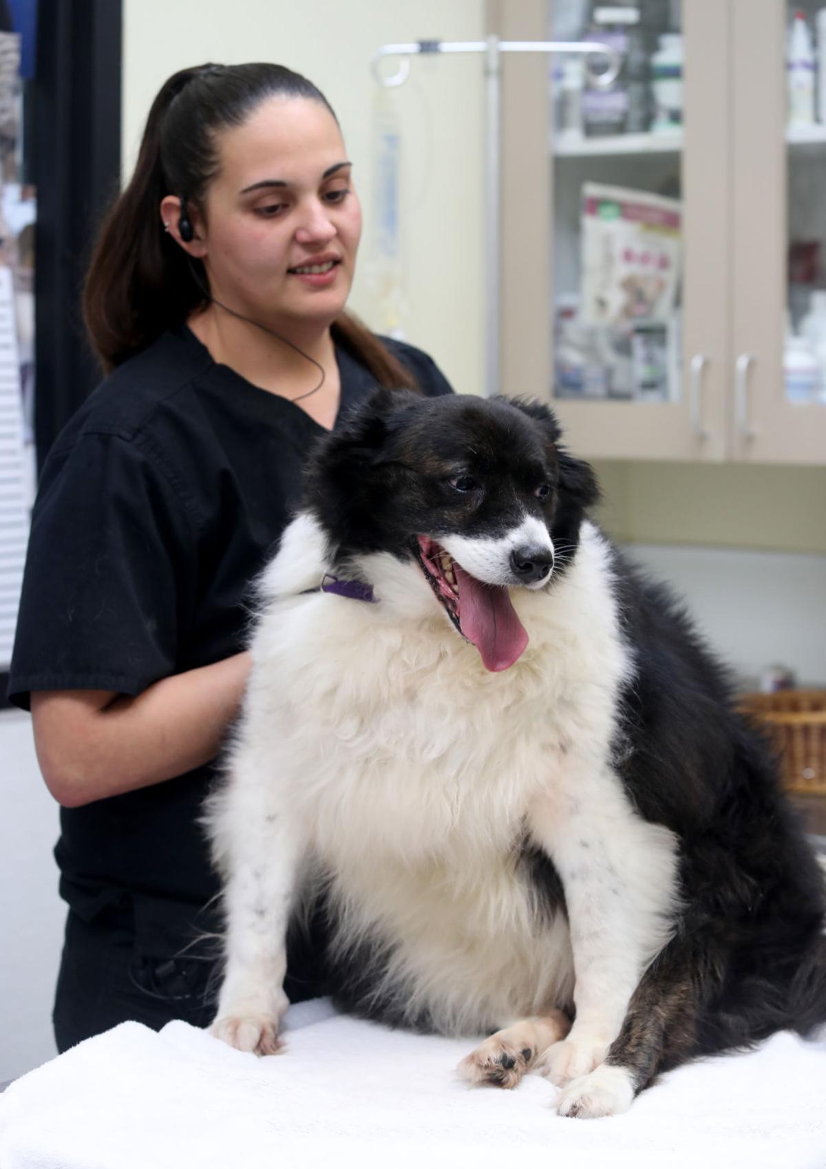 Border collie loses 30 pounds in Galveston weightloss