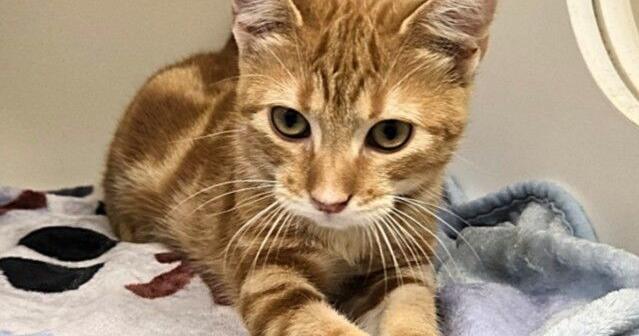 Galveston County Animal Resource Center pets of the week