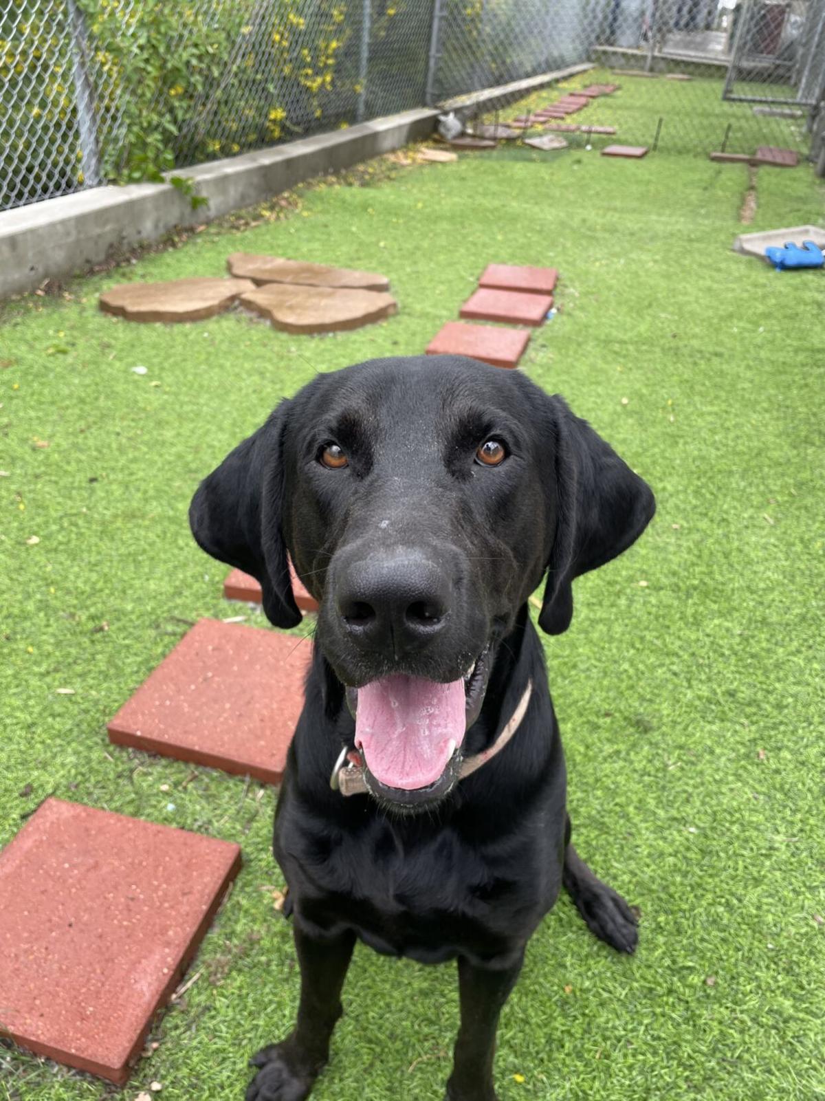 Galveston Island Humane Society Pets Of The Week Lifestyle The Daily News Galveston Island Humane Society Pets Of The Week Lifestyle The Daily News