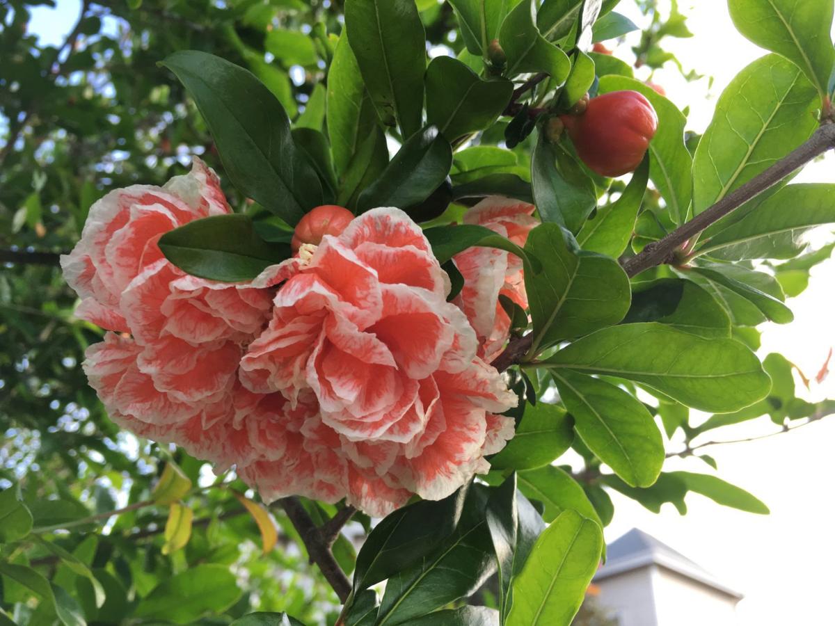  Tree  stories Pomegranate  flowers  and fruit Lifestyle 