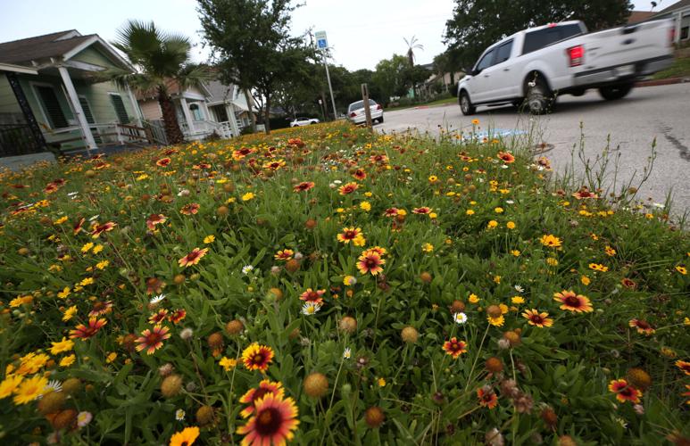 City council to change wildflower ordinance