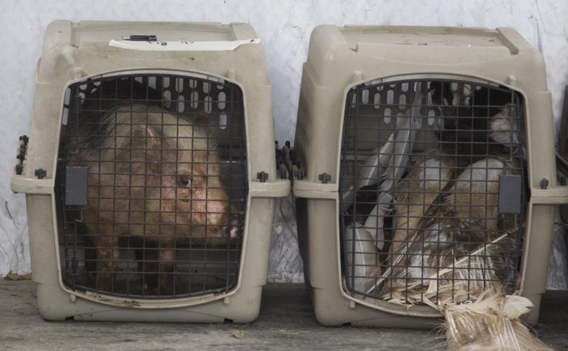 200 plus animals seized in Santa Fe raid Local News The Daily News