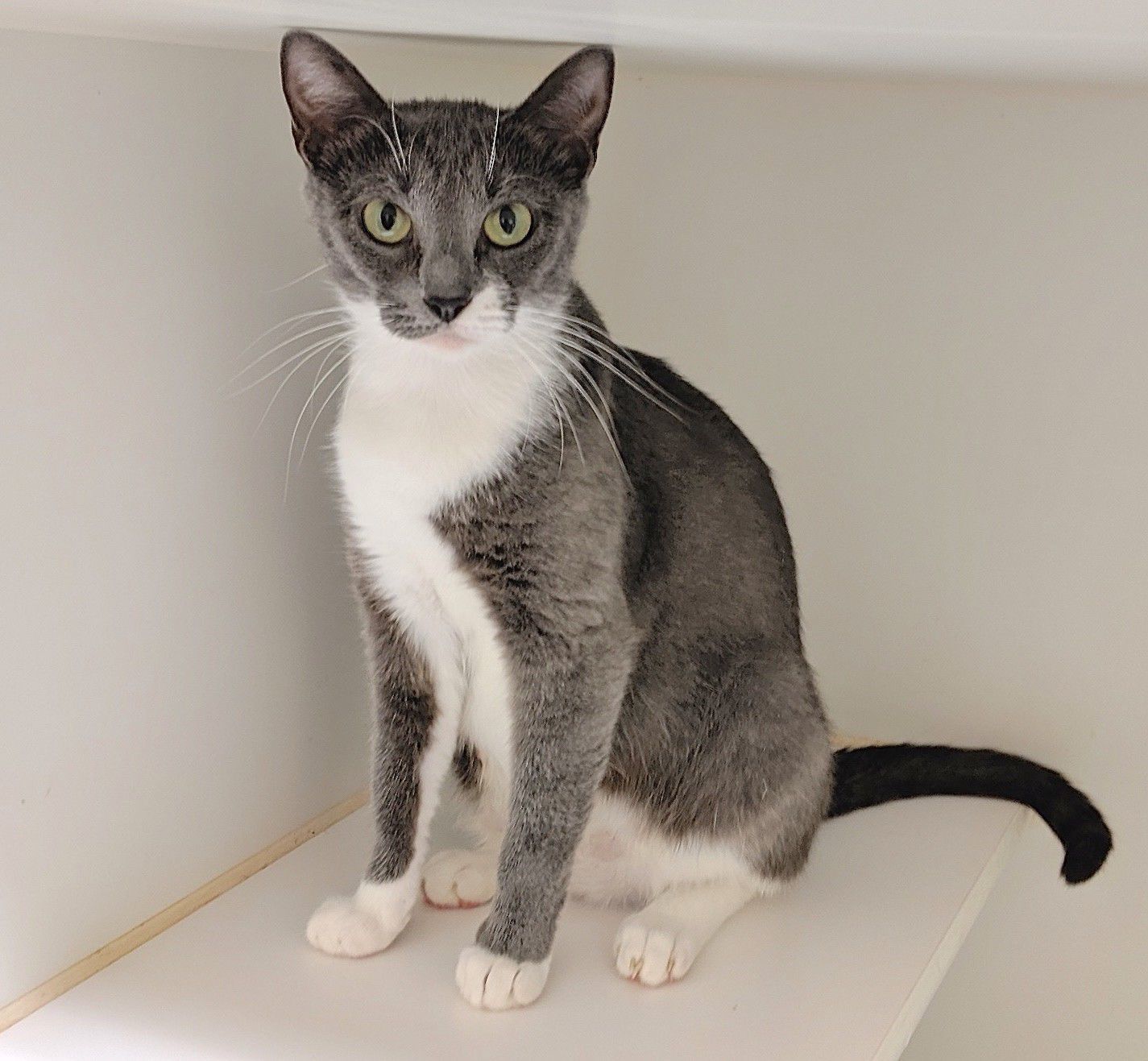 animal resource center near me