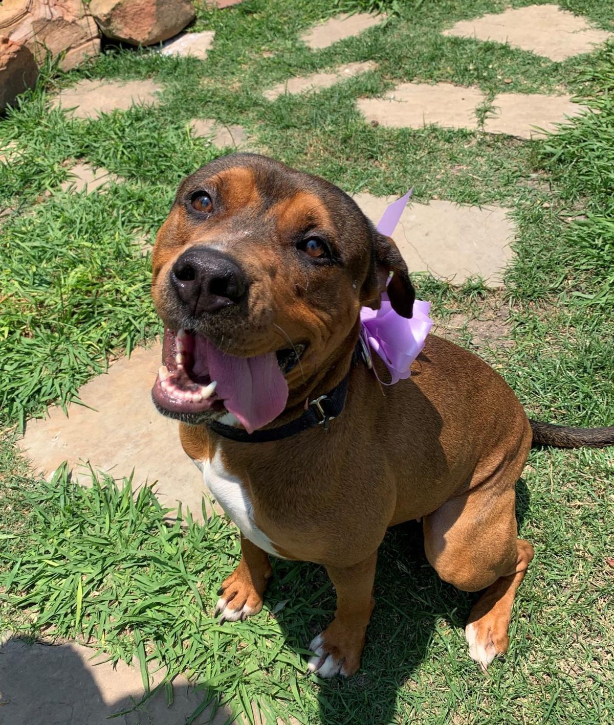Galveston Island Humane Society Pets Of The Week Lifestyle The Daily News Galveston Island Humane Society Pets Of The Week Lifestyle The Daily News